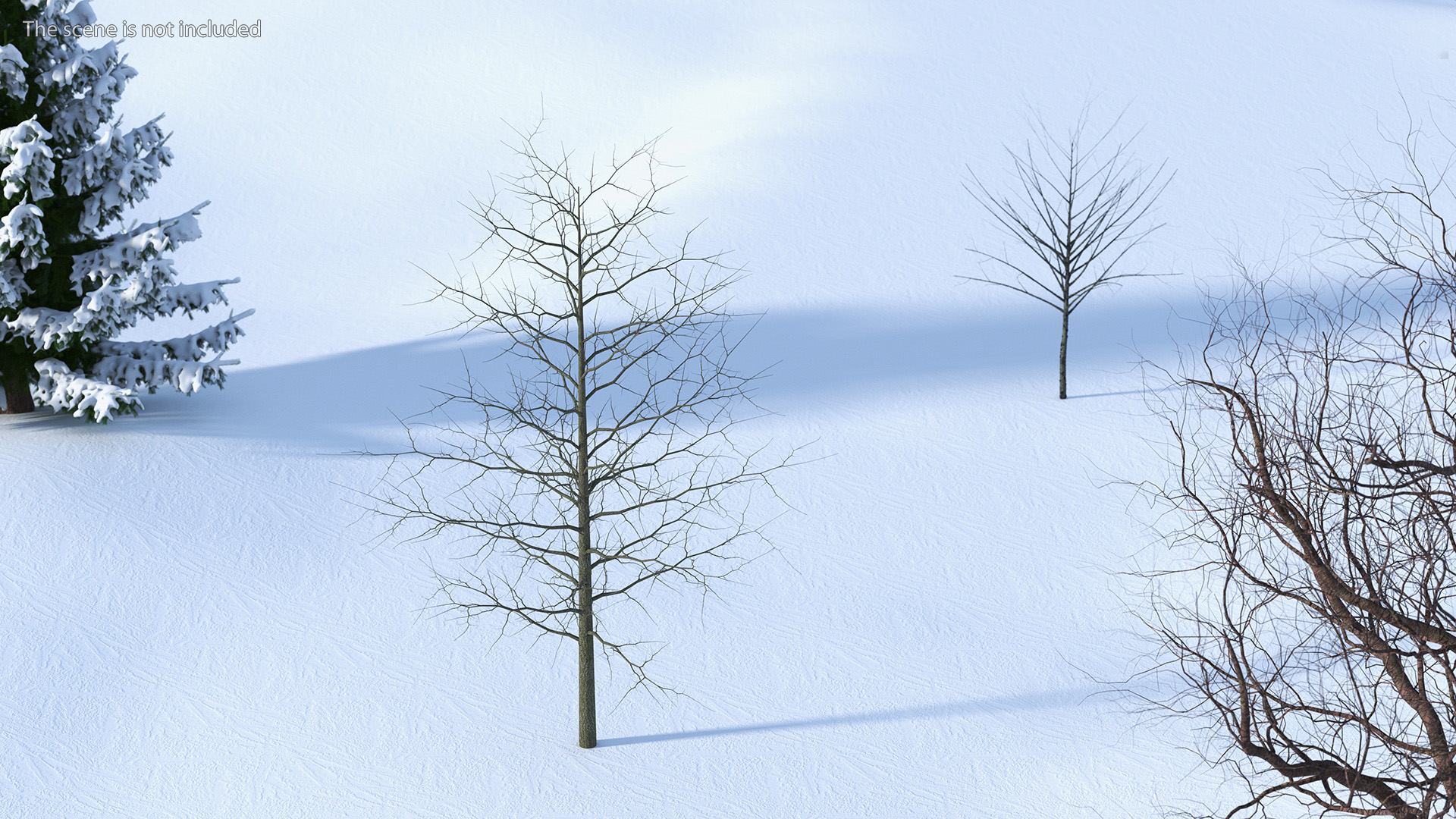 3D model Winter Bare Oak Tree