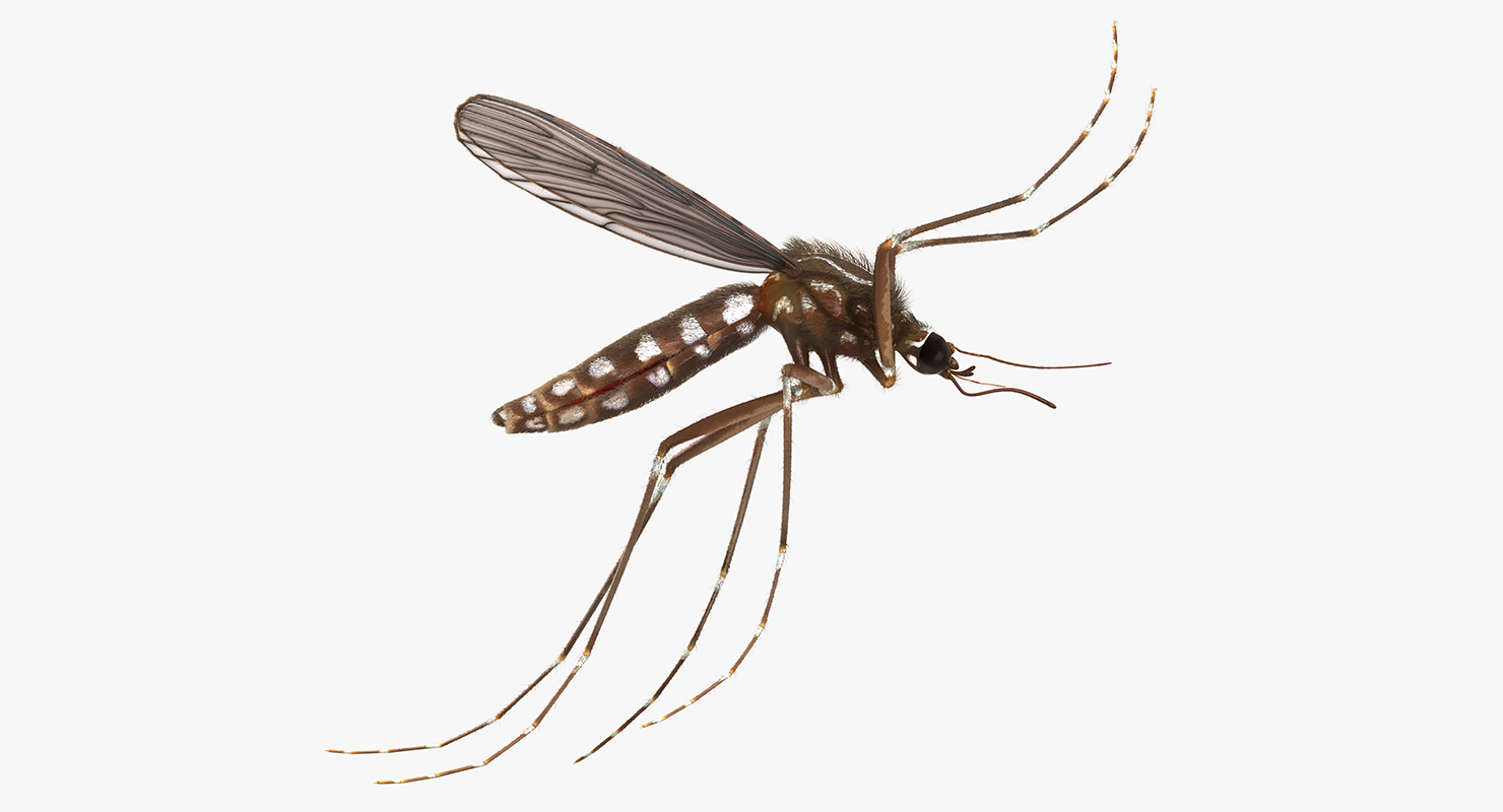 Mosquito Pose 4 with Fur 3D model