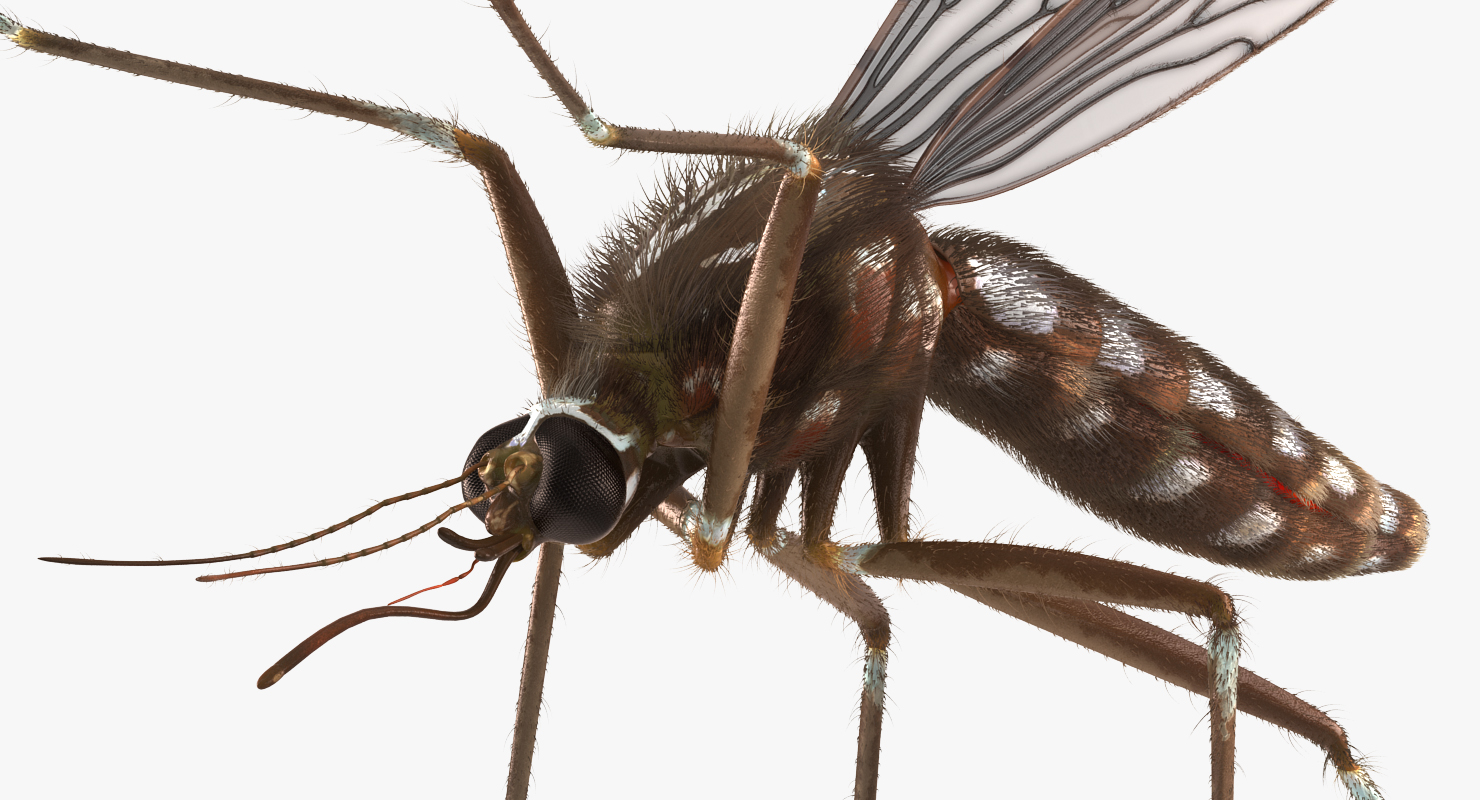 Mosquito Pose 4 with Fur 3D model