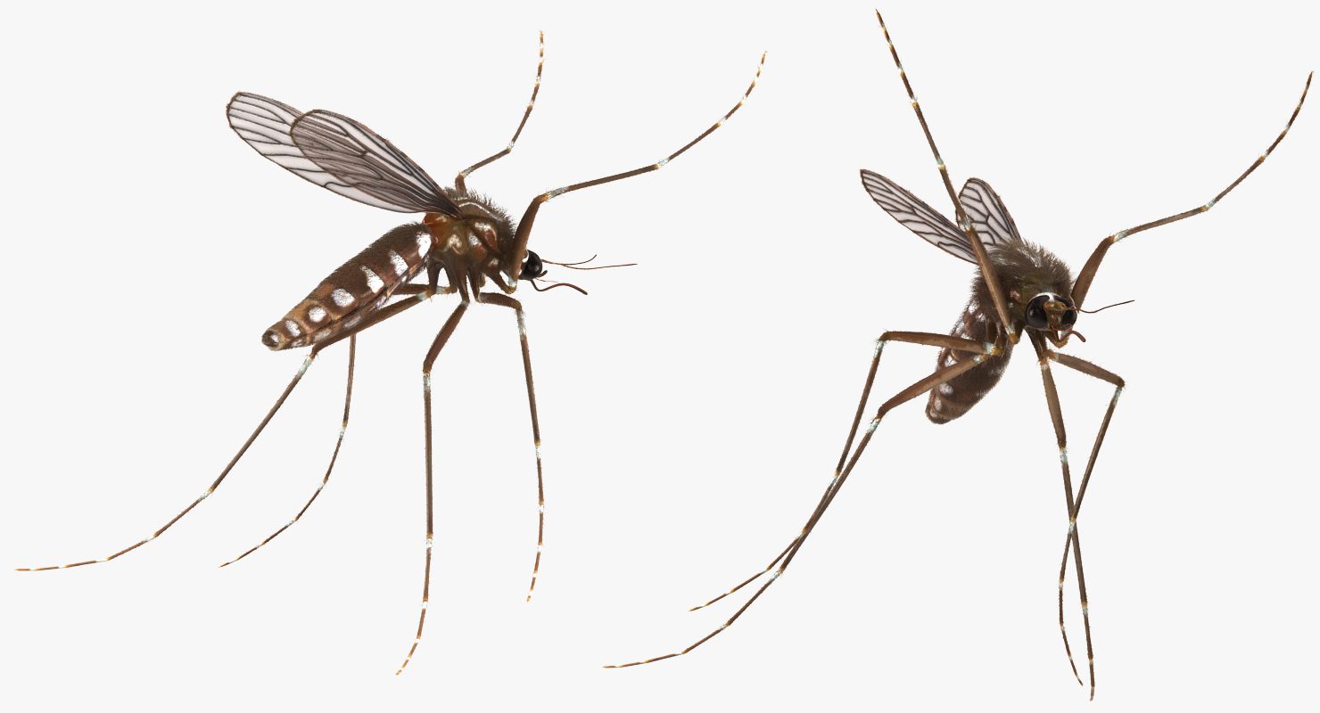 Mosquito Pose 4 with Fur 3D model