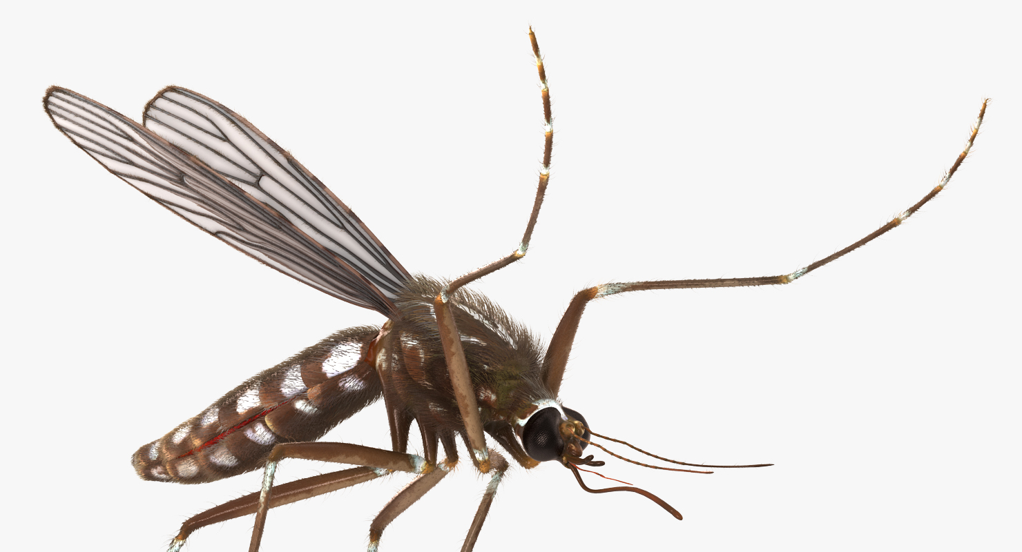 Mosquito Pose 4 with Fur 3D model