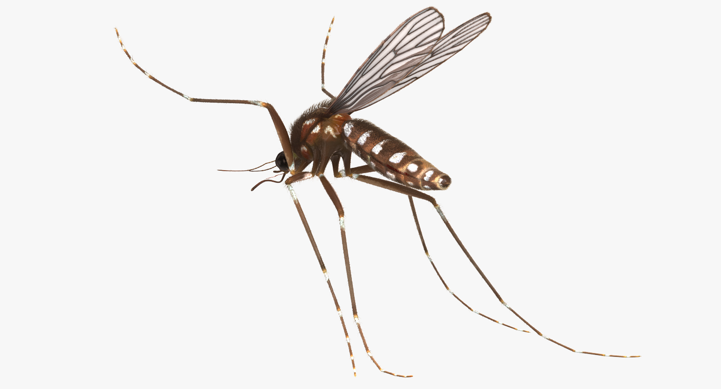 Mosquito Pose 4 with Fur 3D model