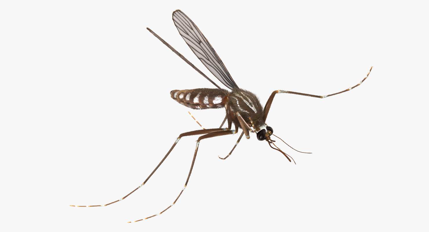 Mosquito Pose 4 with Fur 3D model