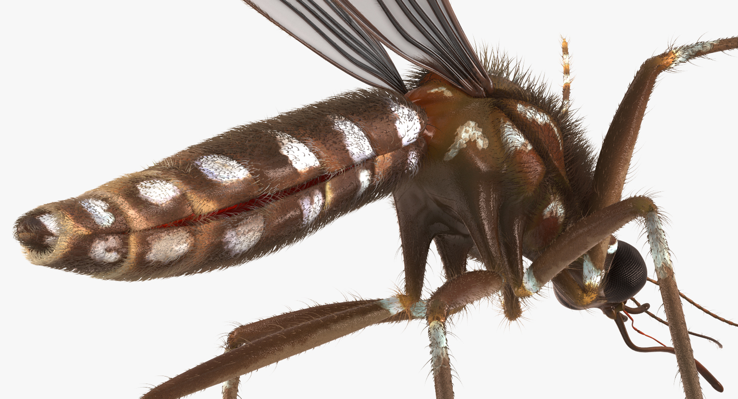 Mosquito Pose 4 with Fur 3D model