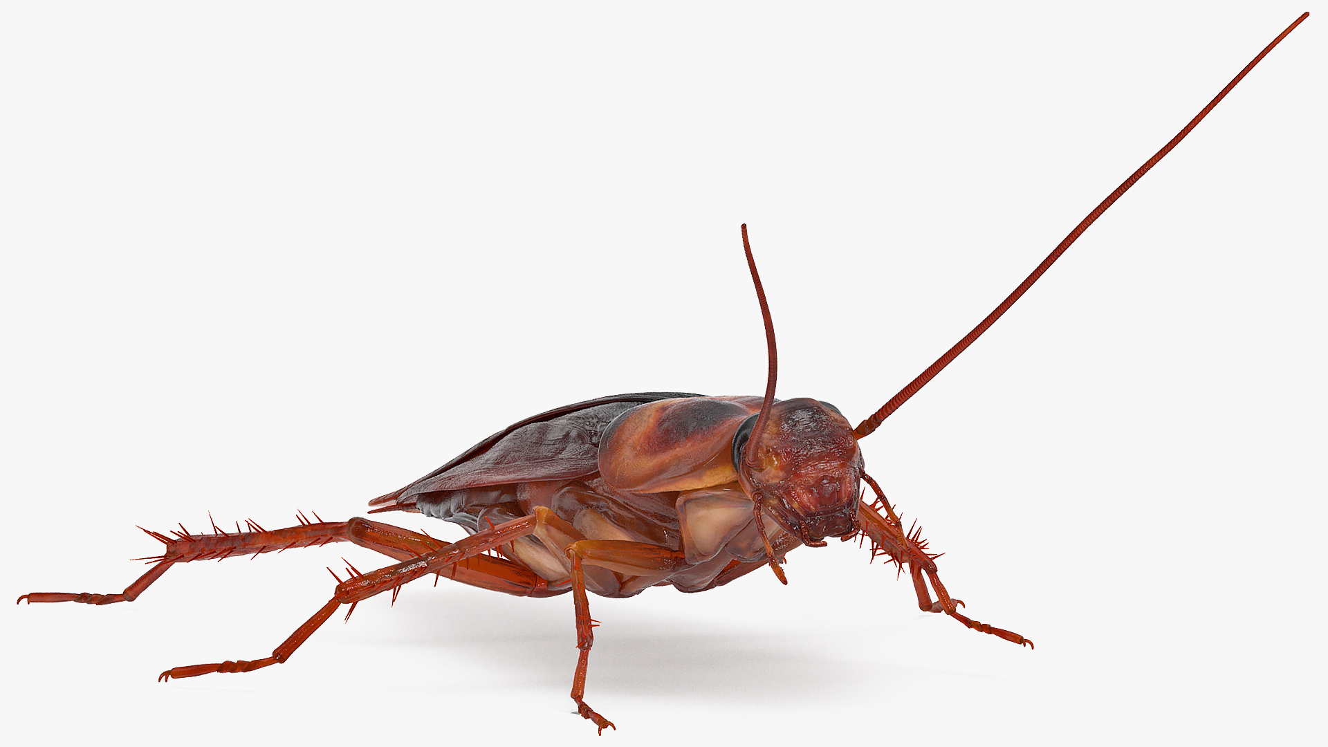 Animated Cockroach Running Rigged for Cinema 4D 3D