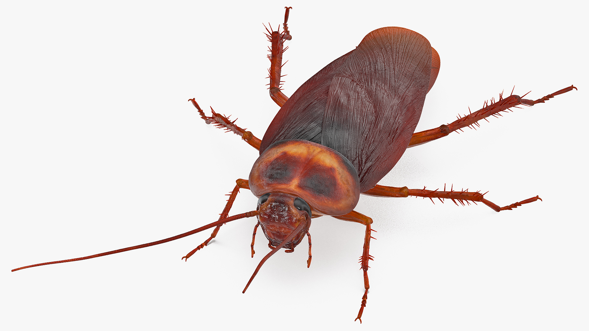 Animated Cockroach Running Rigged for Cinema 4D 3D