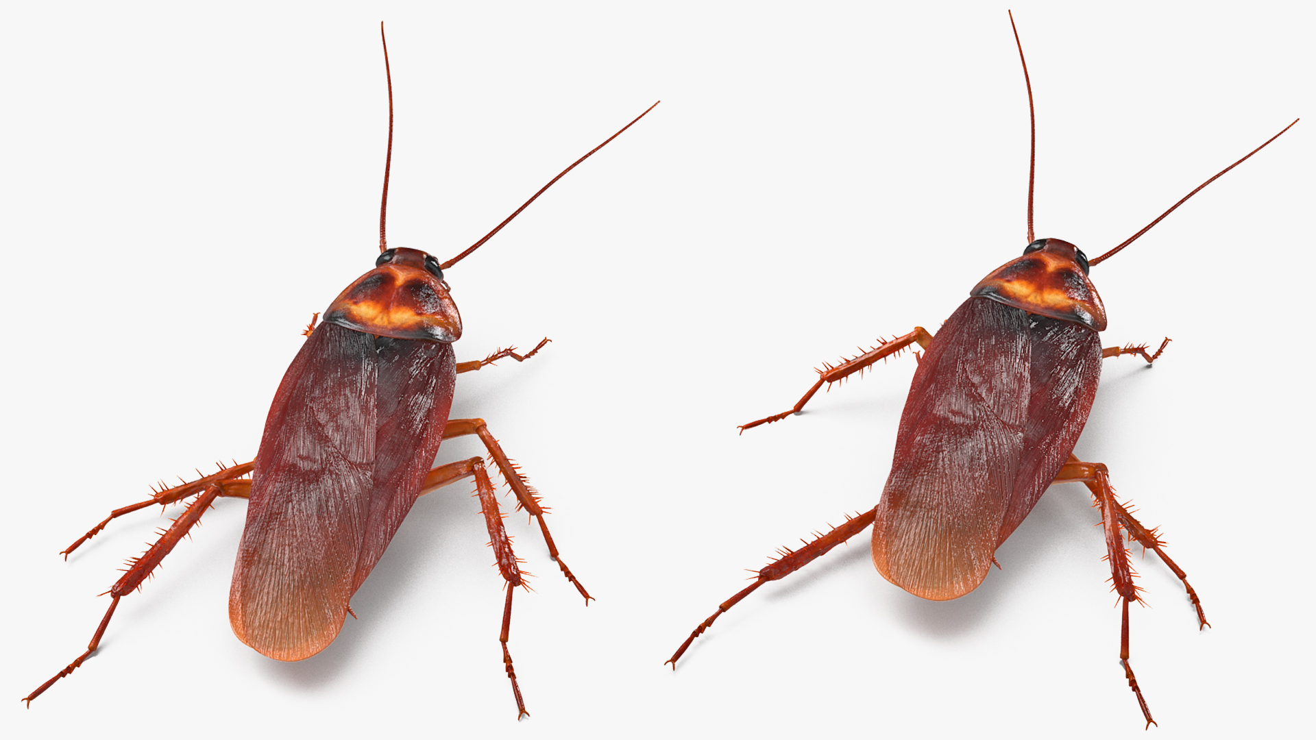 Animated Cockroach Running Rigged for Cinema 4D 3D