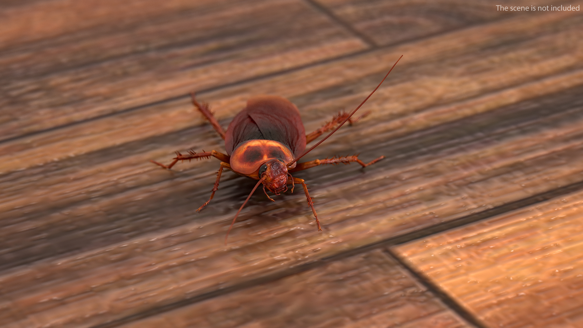 Animated Cockroach Running Rigged for Cinema 4D 3D
