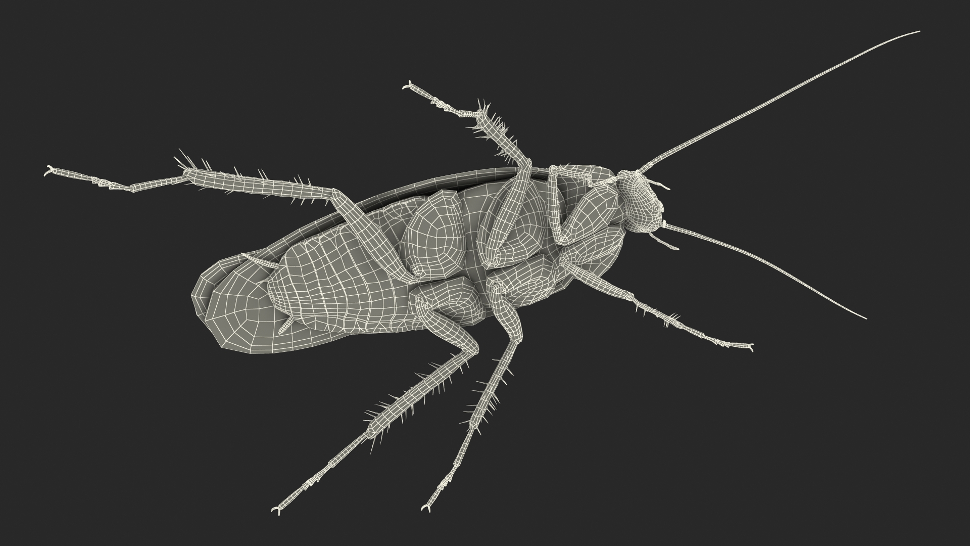 Animated Cockroach Running Rigged for Cinema 4D 3D