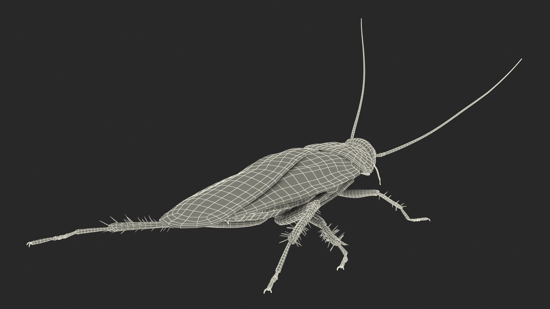 Animated Cockroach Running Rigged for Cinema 4D 3D