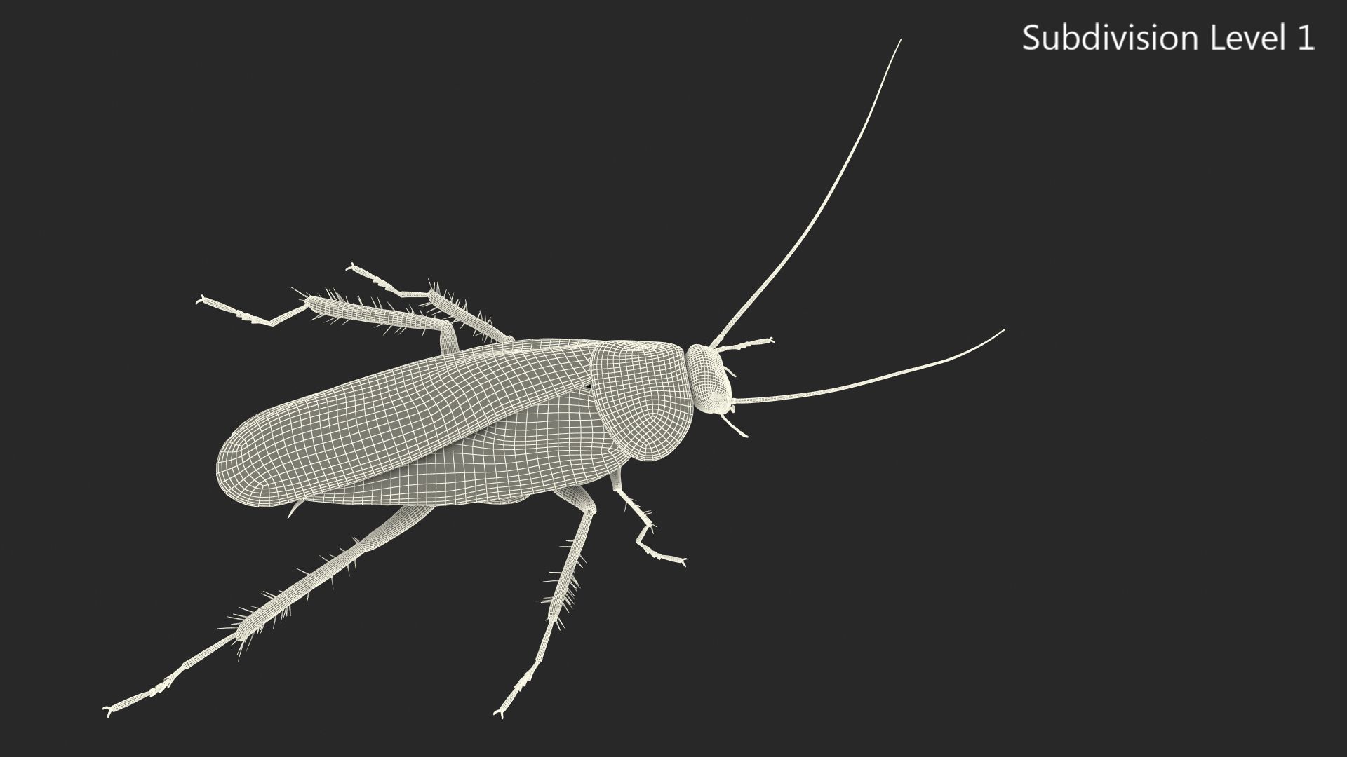 Animated Cockroach Running Rigged for Cinema 4D 3D