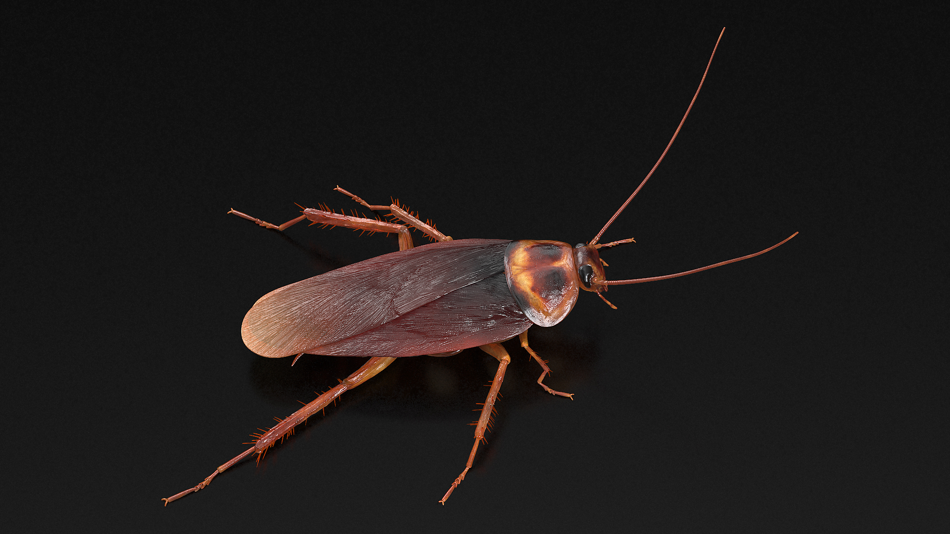 Animated Cockroach Running Rigged for Cinema 4D 3D