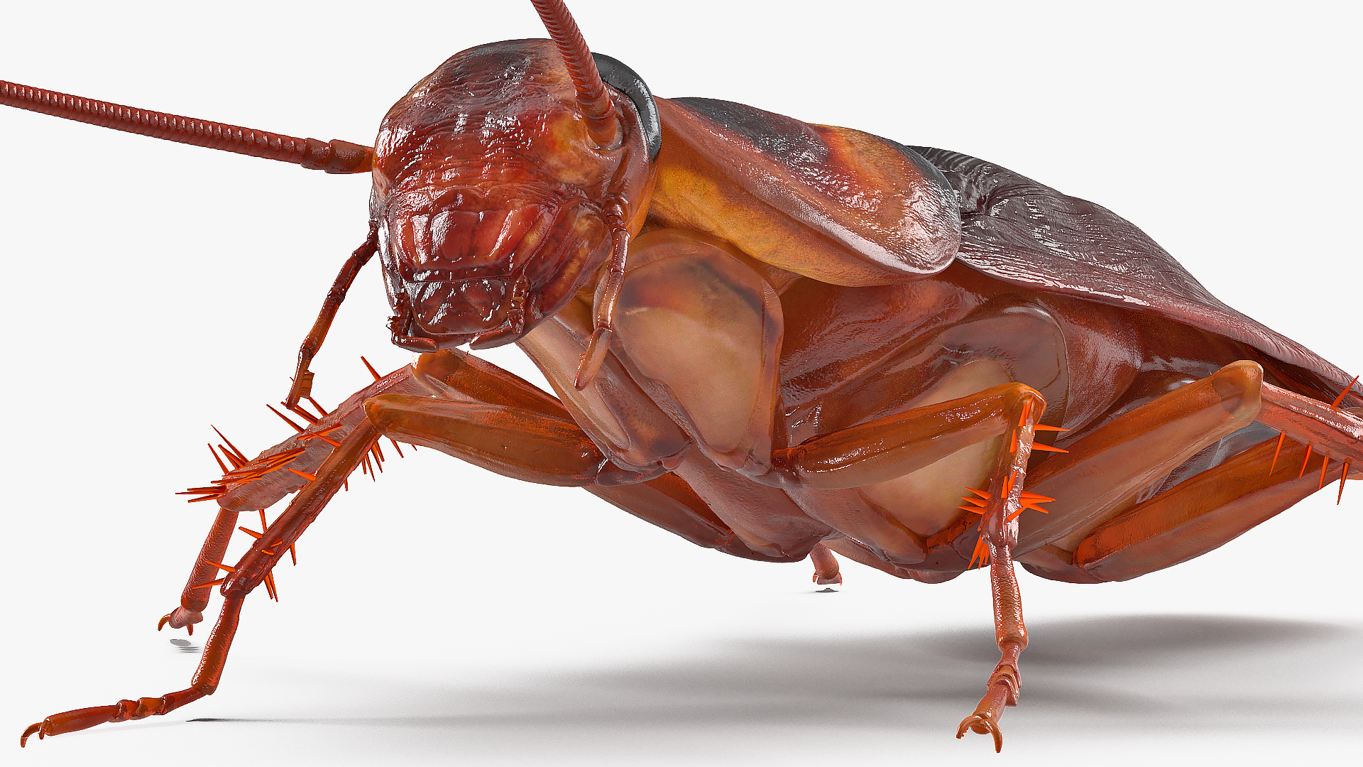 Animated Cockroach Running Rigged for Cinema 4D 3D