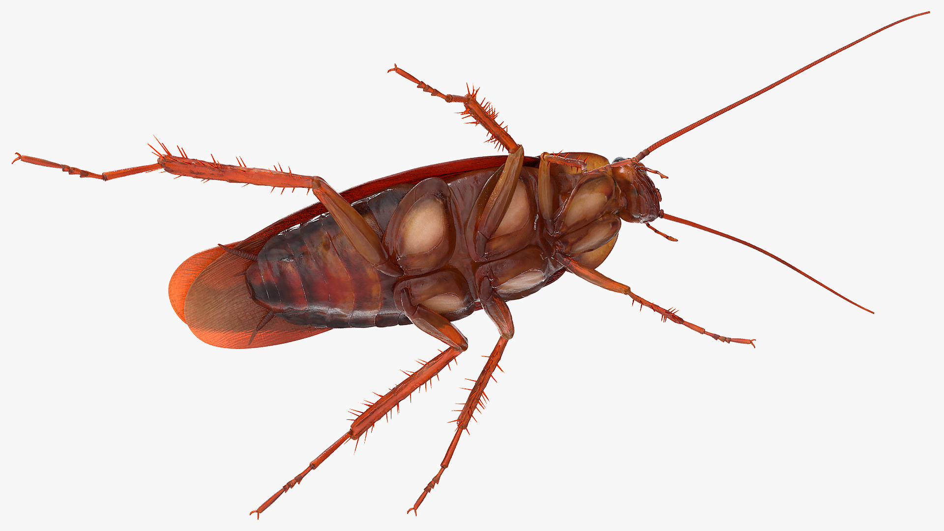 Animated Cockroach Running Rigged for Cinema 4D 3D