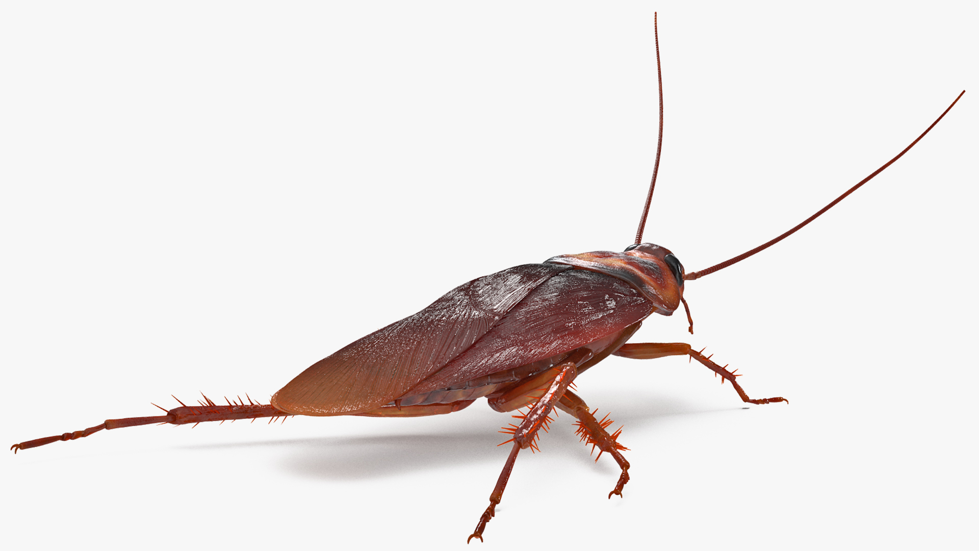 Animated Cockroach Running Rigged for Cinema 4D 3D