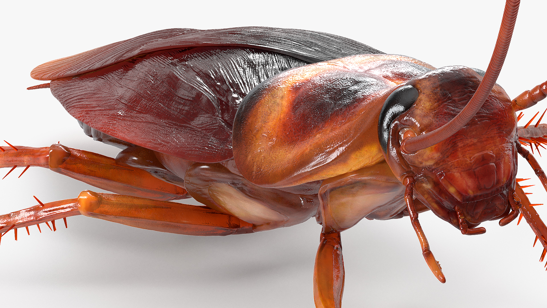 Animated Cockroach Running Rigged for Cinema 4D 3D