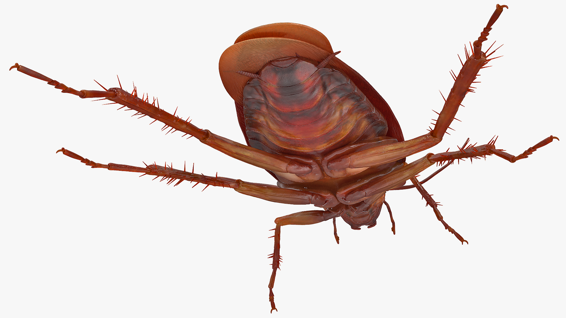 Animated Cockroach Running Rigged for Cinema 4D 3D