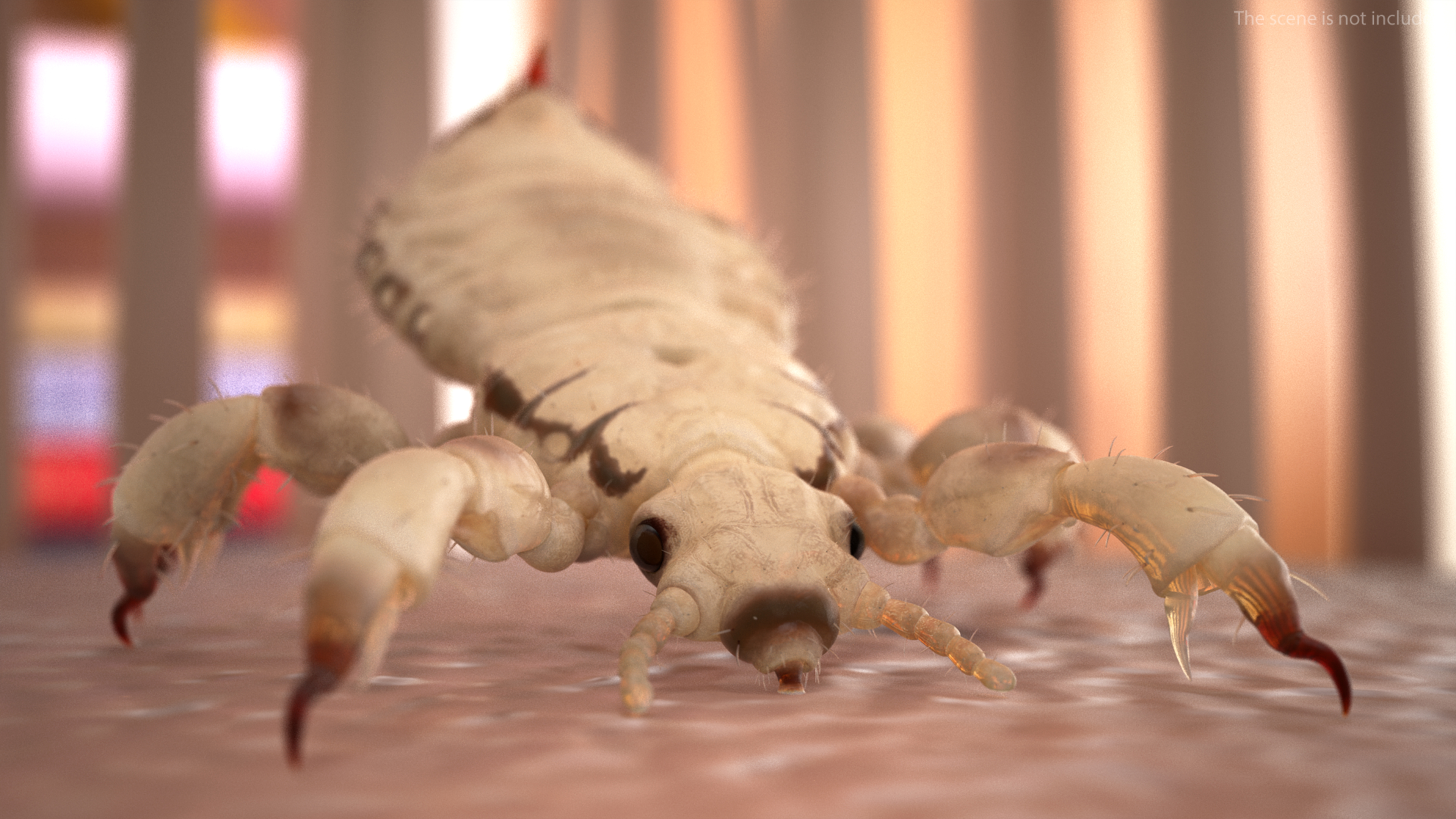 3D Phthiraptera White SSS Rigged for Cinema 4D model