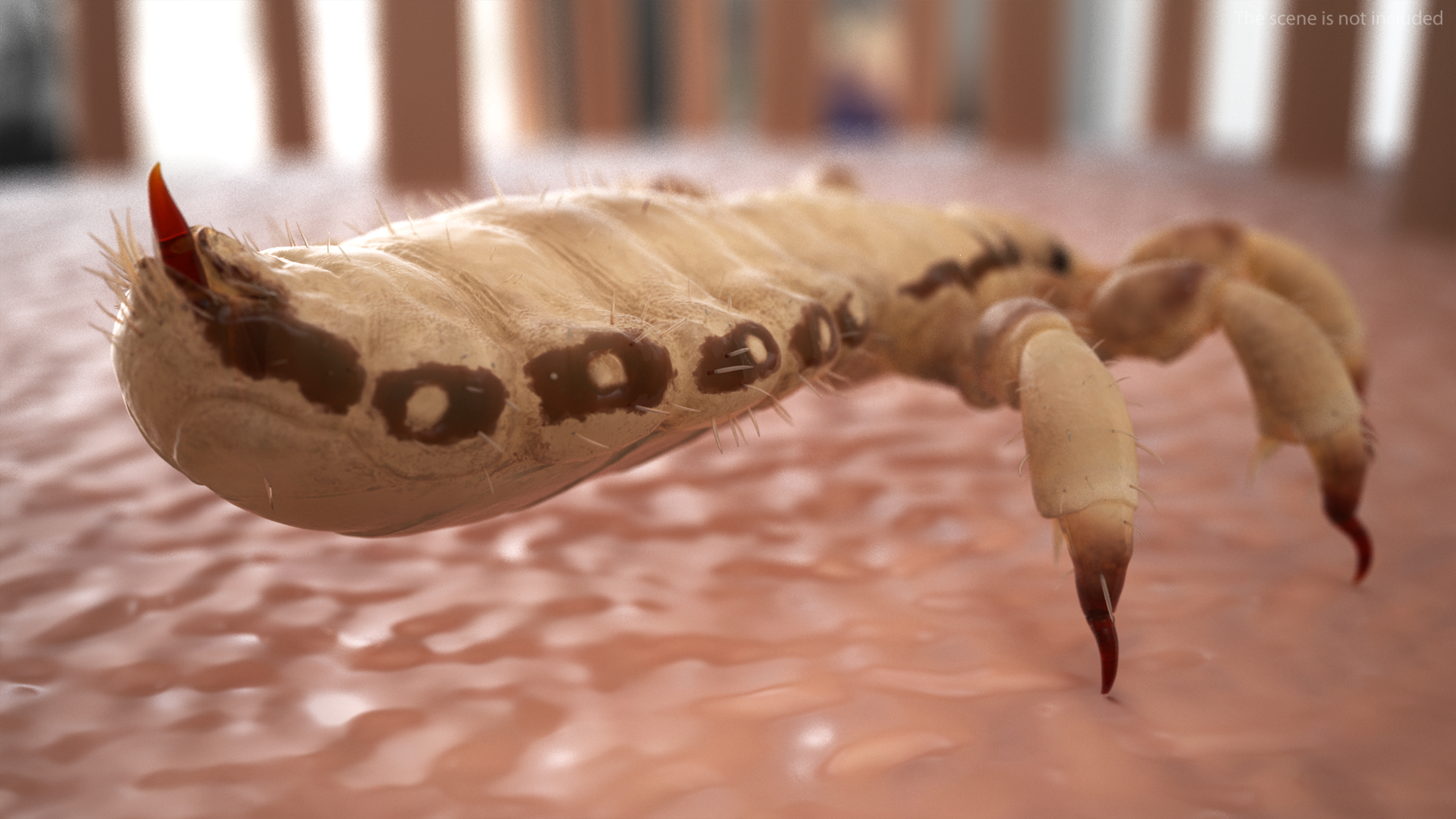 3D Phthiraptera White SSS Rigged for Cinema 4D model