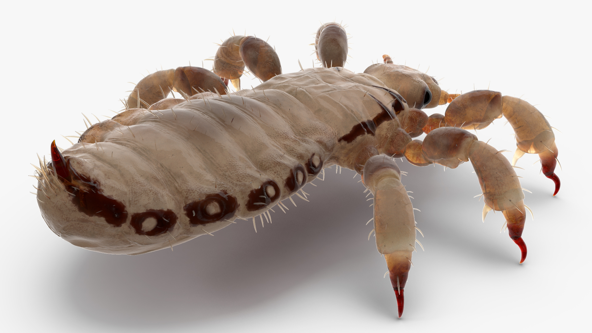 3D Phthiraptera White SSS Rigged for Cinema 4D model