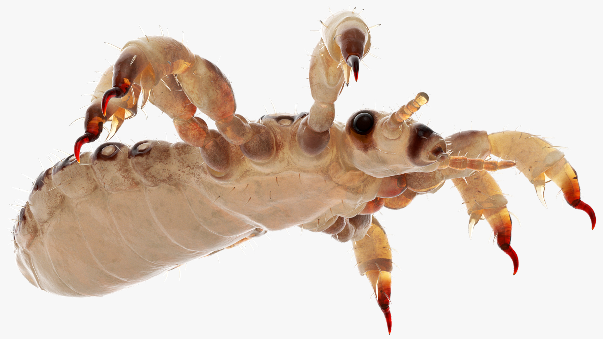 3D Phthiraptera White SSS Rigged for Cinema 4D model