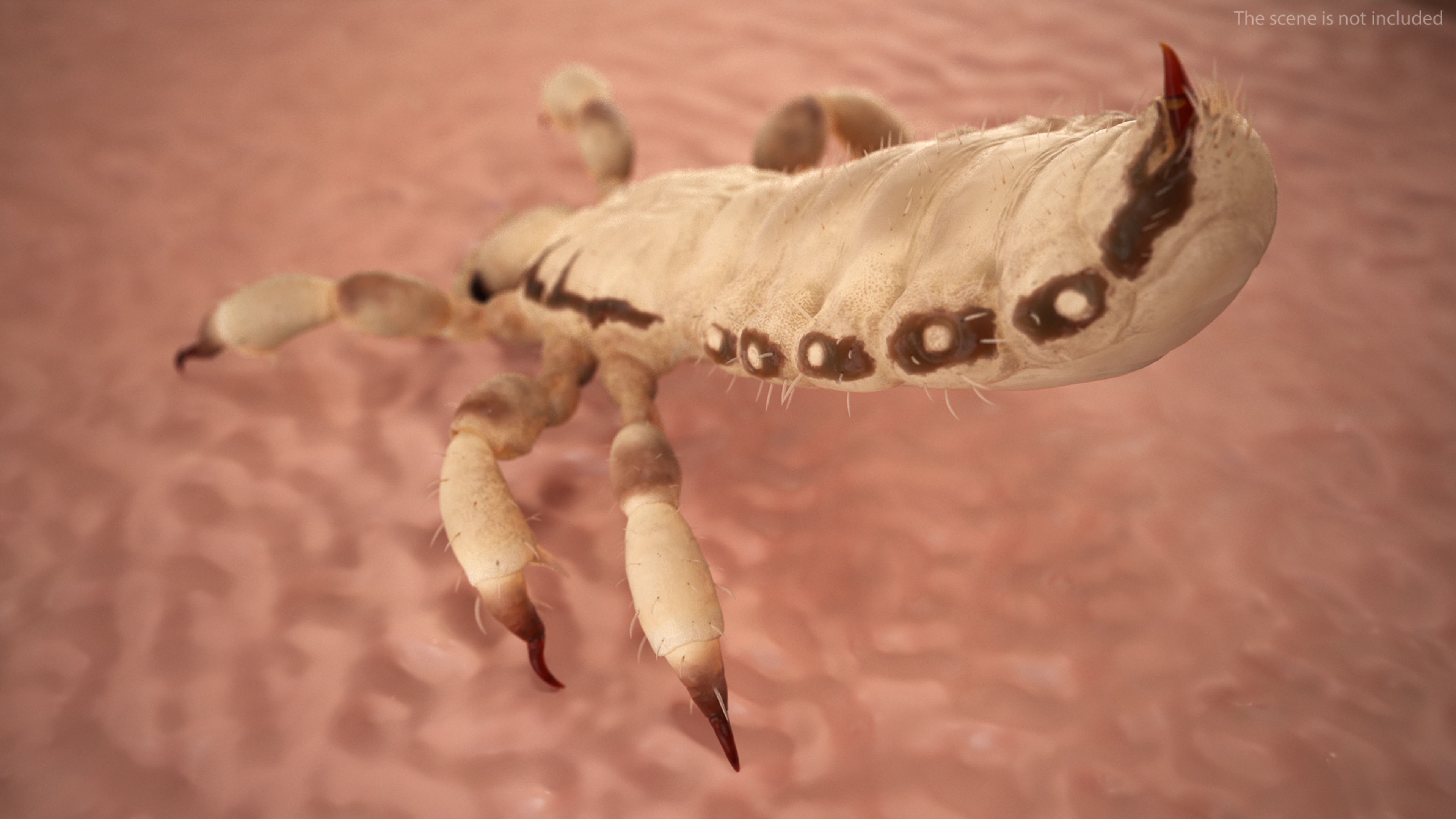 3D Phthiraptera White SSS Rigged for Cinema 4D model