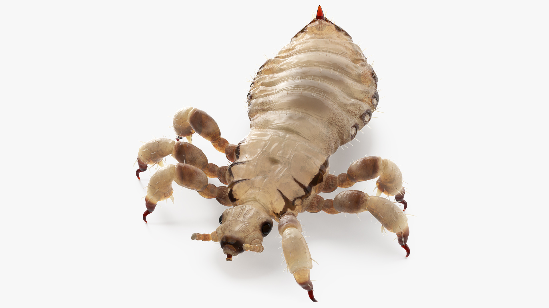3D Phthiraptera White SSS Rigged for Cinema 4D model
