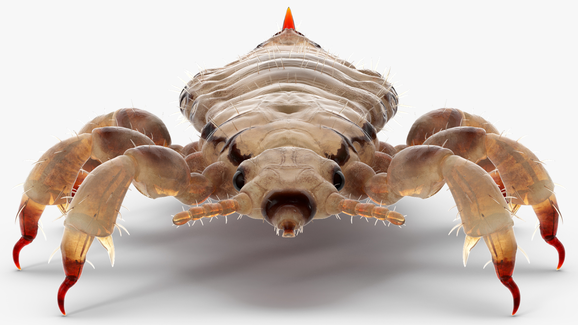 3D Phthiraptera White SSS Rigged for Cinema 4D model