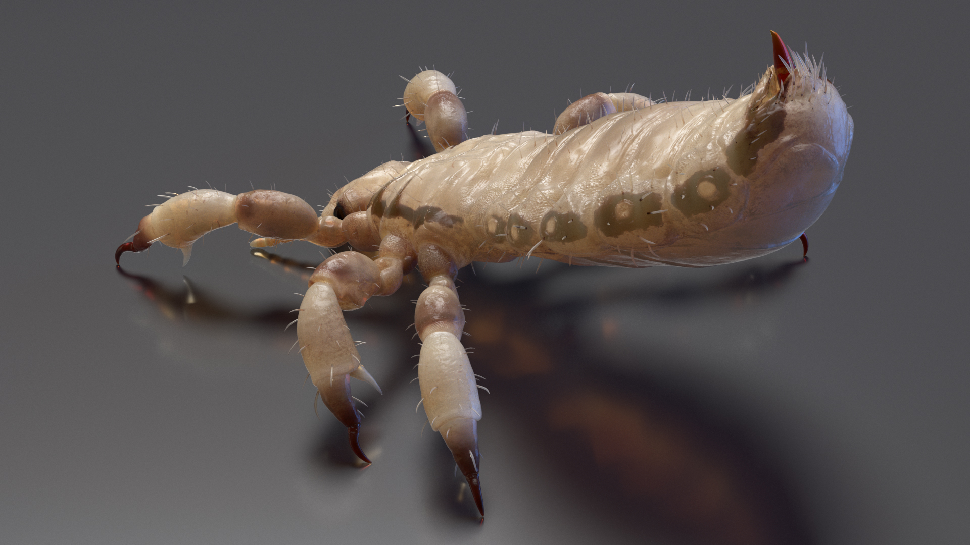 3D Phthiraptera White SSS Rigged for Cinema 4D model