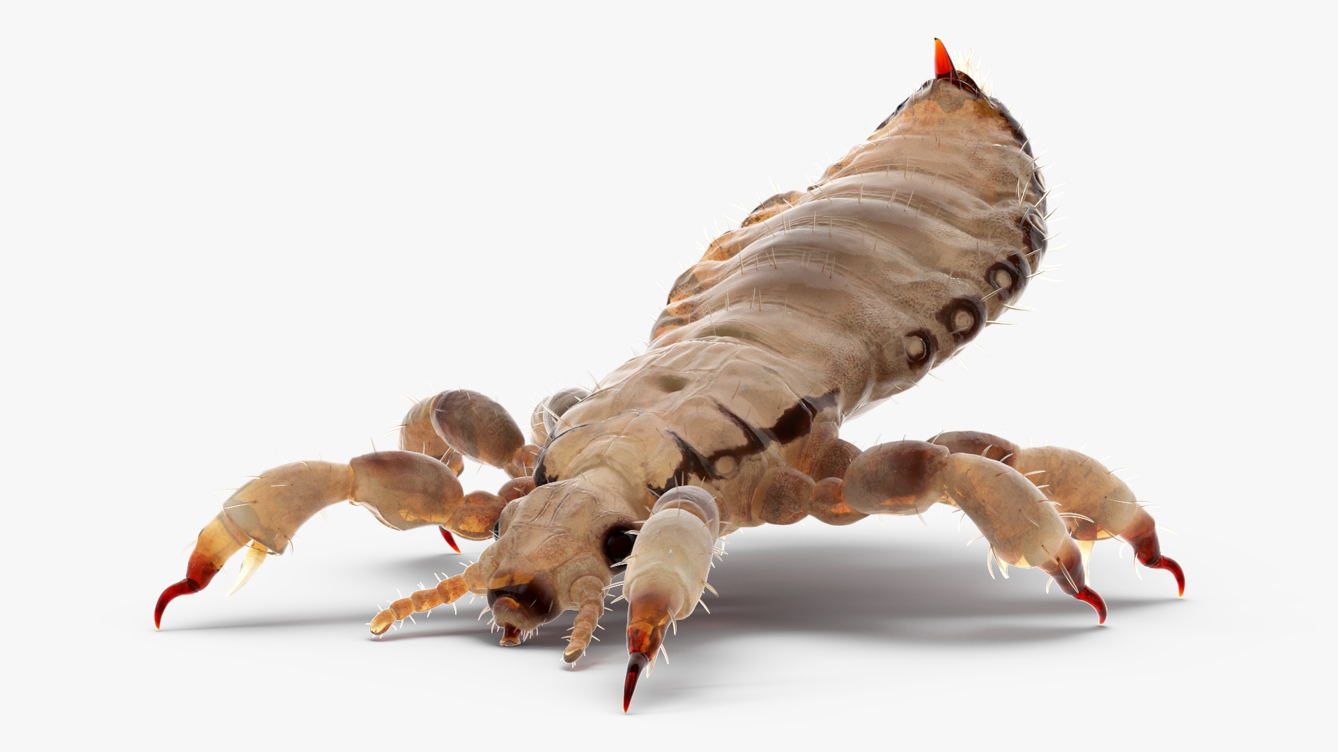 3D Phthiraptera White SSS Rigged for Cinema 4D model
