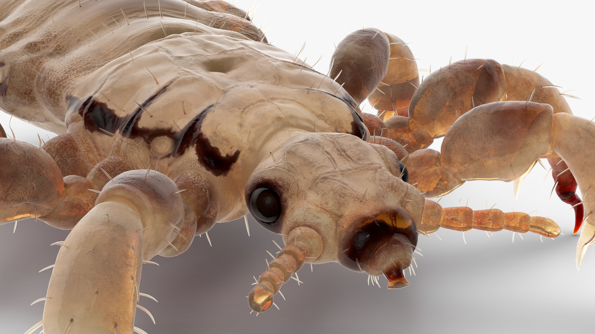 3D Phthiraptera White SSS Rigged for Cinema 4D model