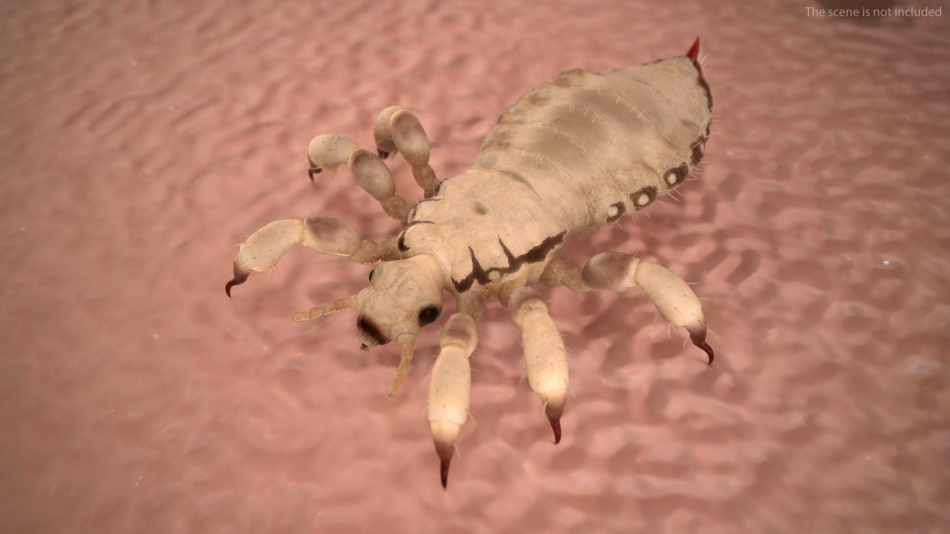3D Phthiraptera White SSS Rigged for Cinema 4D model