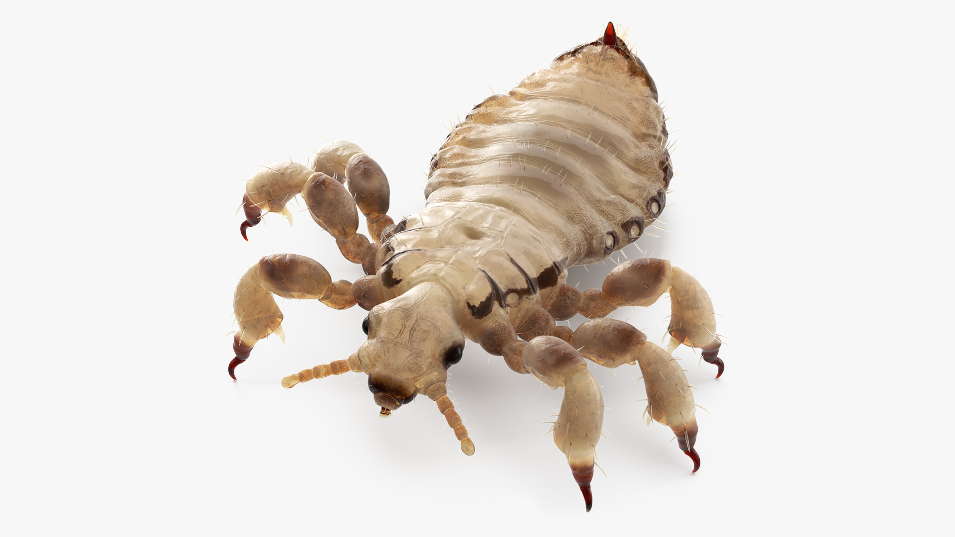 3D Phthiraptera White SSS Rigged for Cinema 4D model