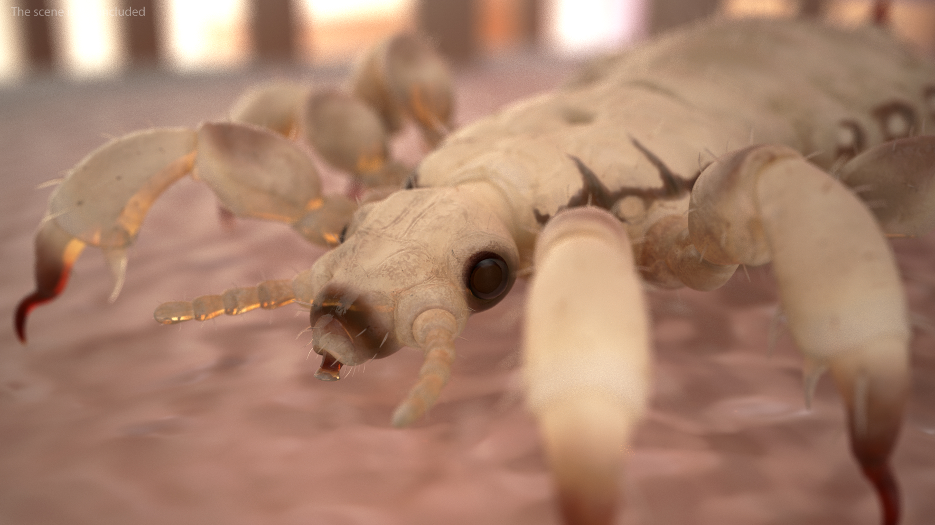 3D Phthiraptera White SSS Rigged for Cinema 4D model