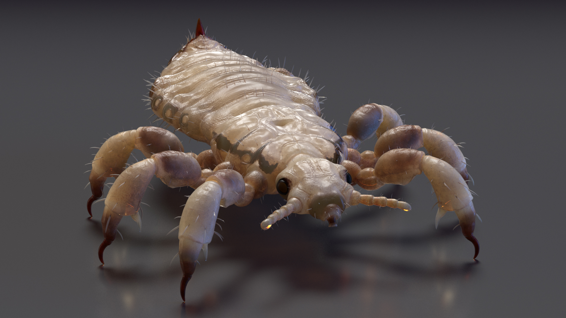 3D Phthiraptera White SSS Rigged for Cinema 4D model