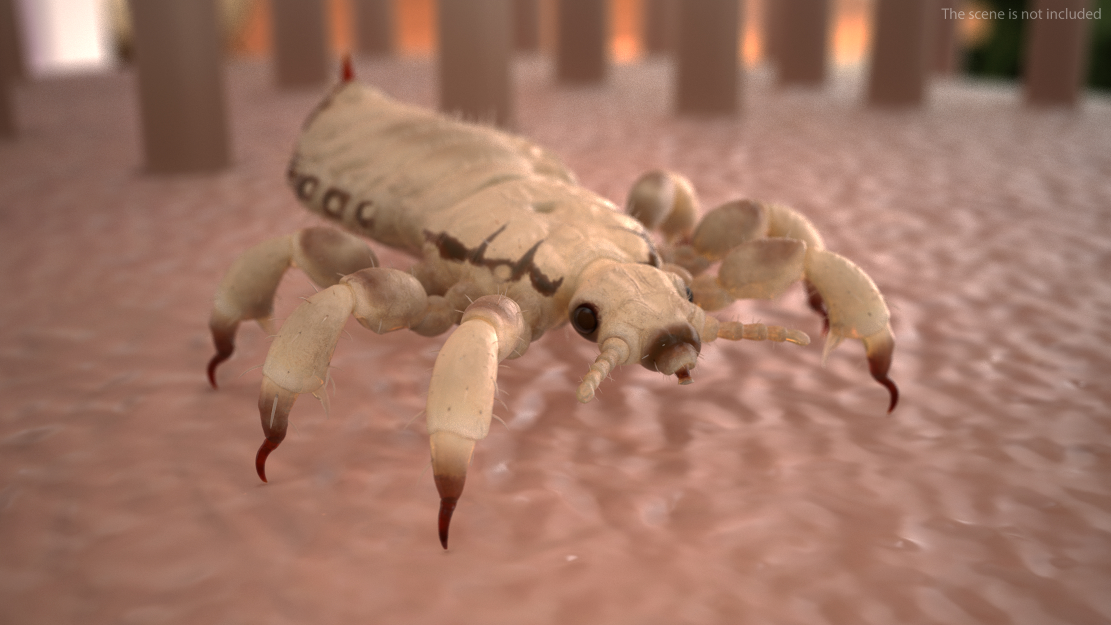 3D Phthiraptera White SSS Rigged for Cinema 4D model
