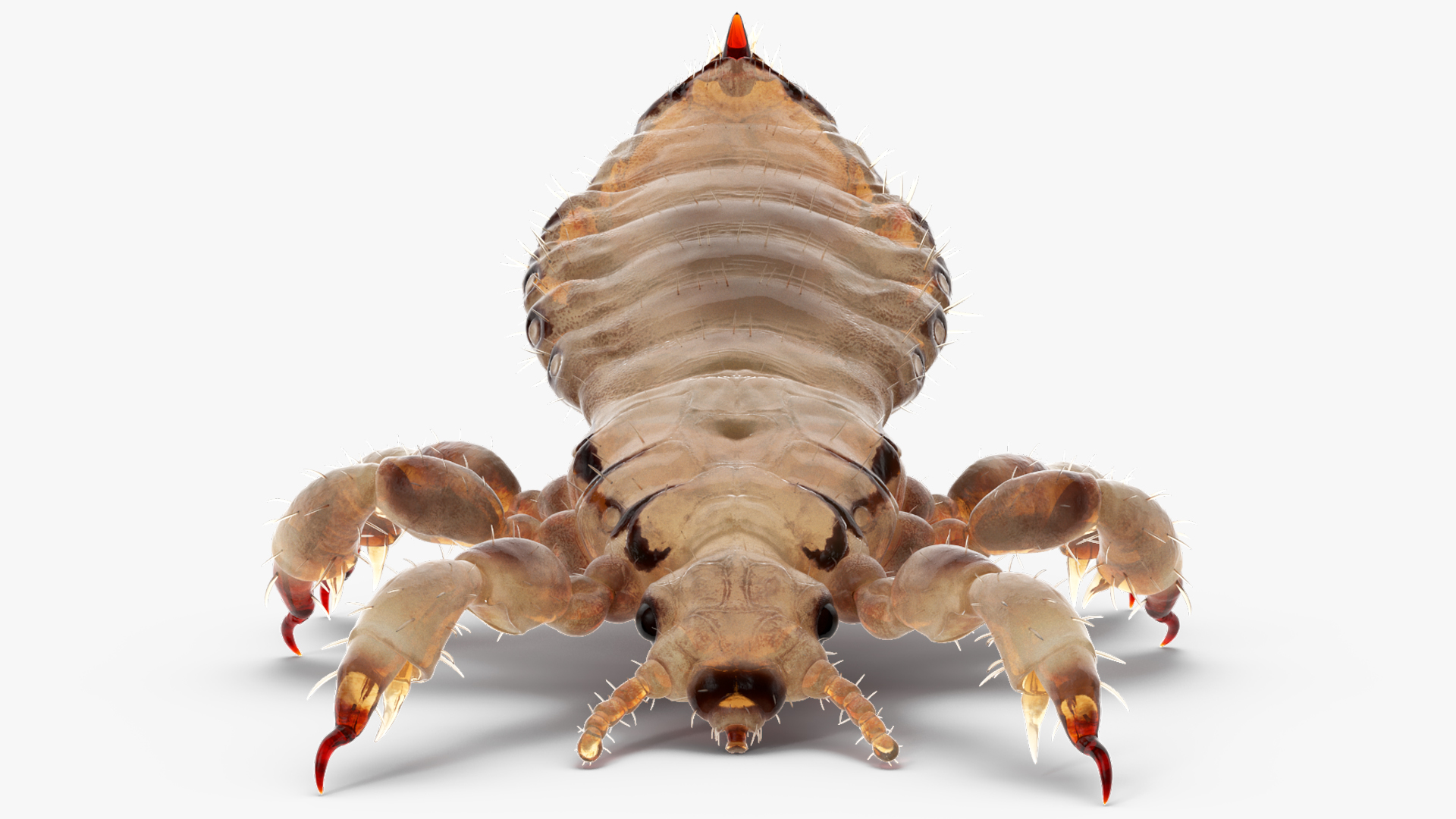 3D Phthiraptera White SSS Rigged for Cinema 4D model
