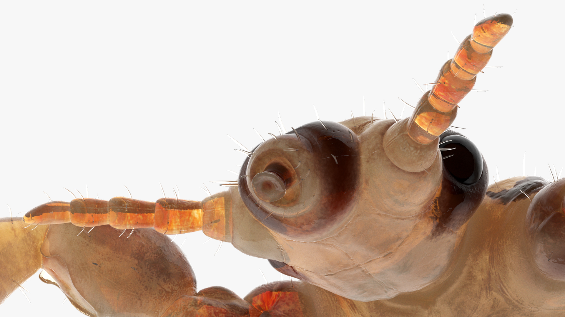 3D Phthiraptera White SSS Rigged for Cinema 4D model
