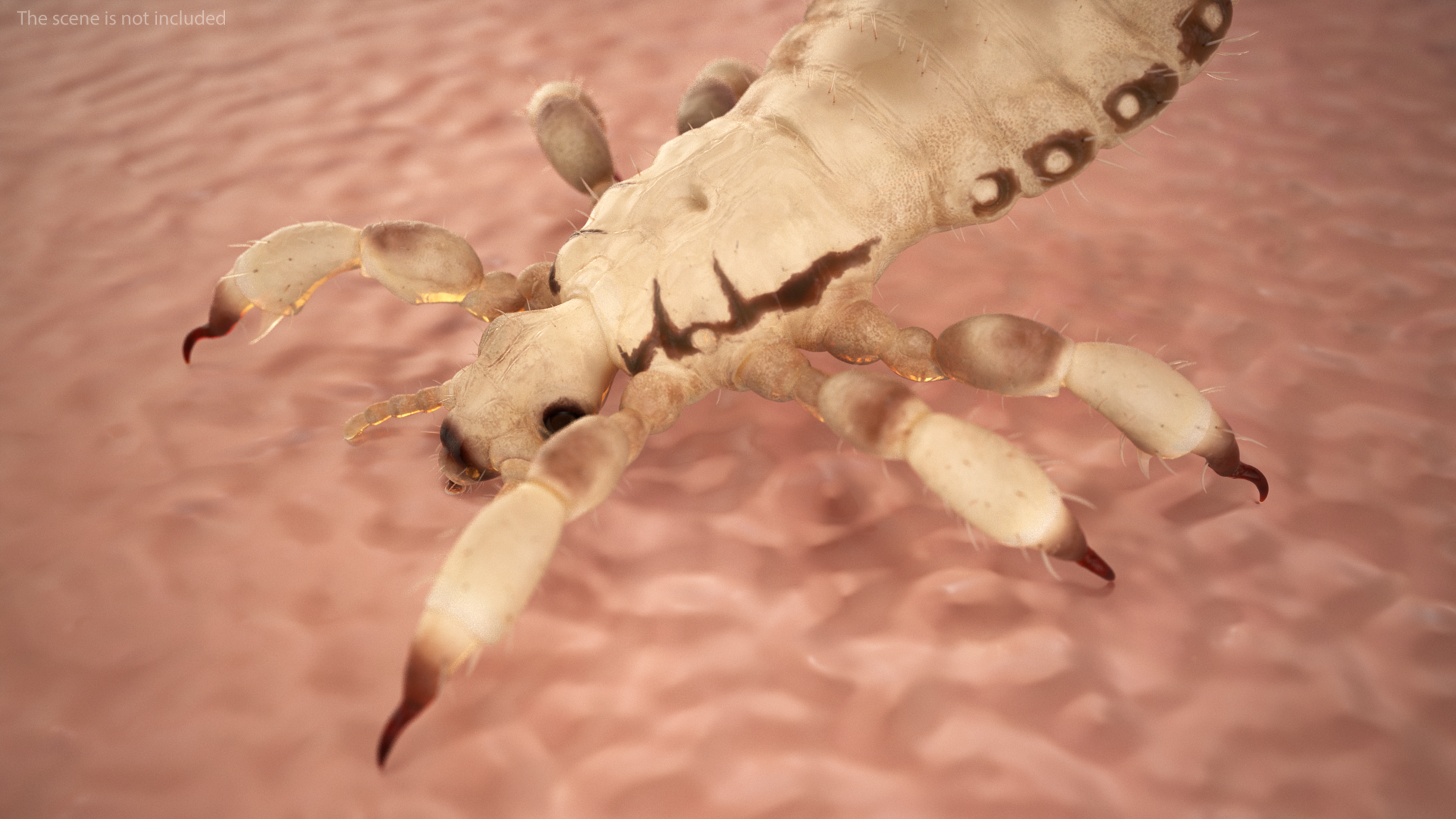 3D Phthiraptera White SSS Rigged for Cinema 4D model