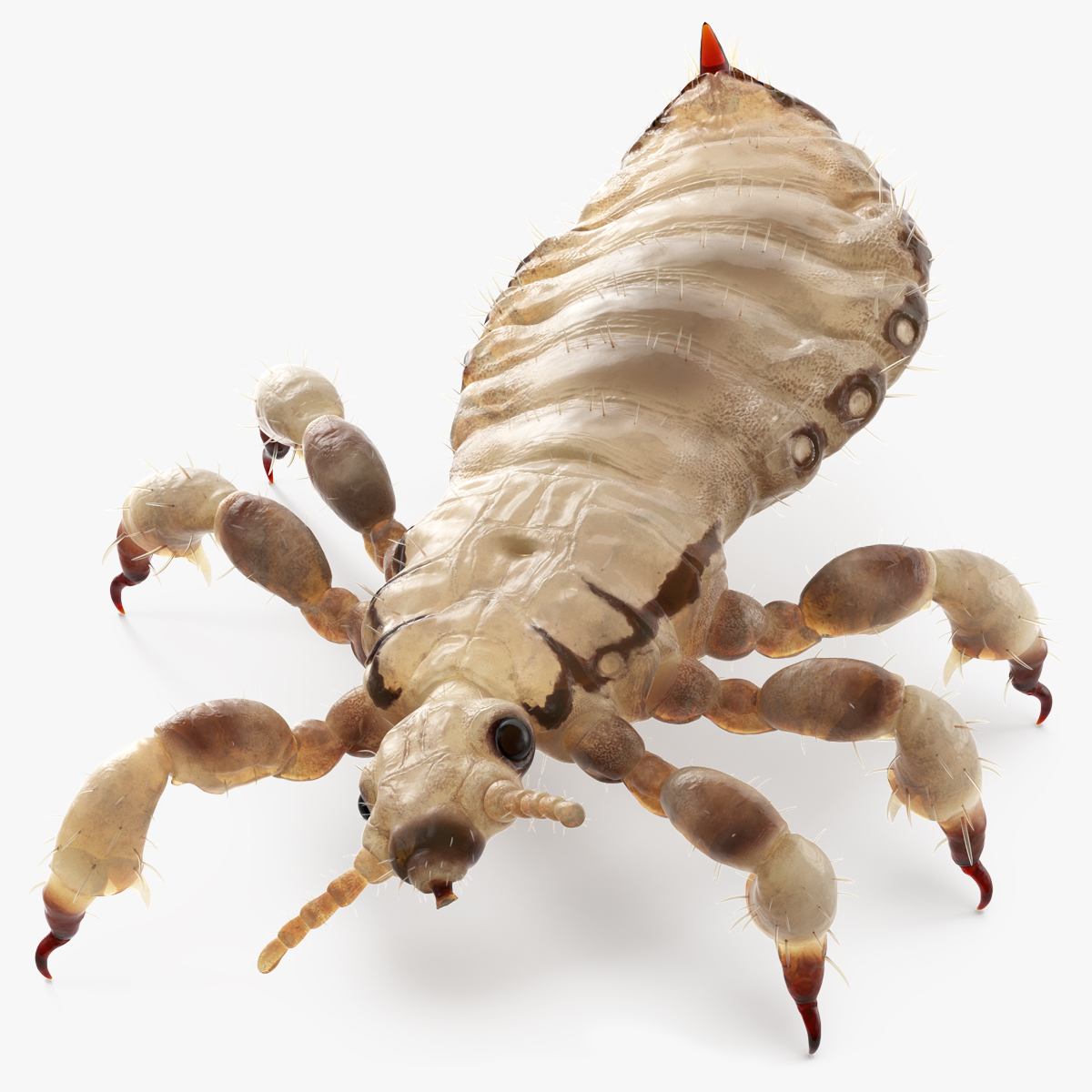 3D Phthiraptera White SSS Rigged for Cinema 4D model