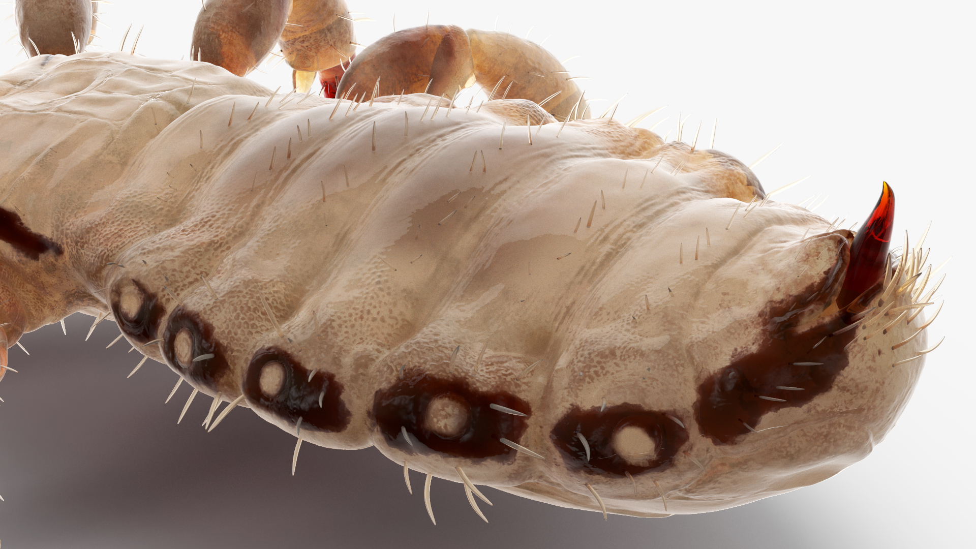 3D Phthiraptera White SSS Rigged for Cinema 4D model
