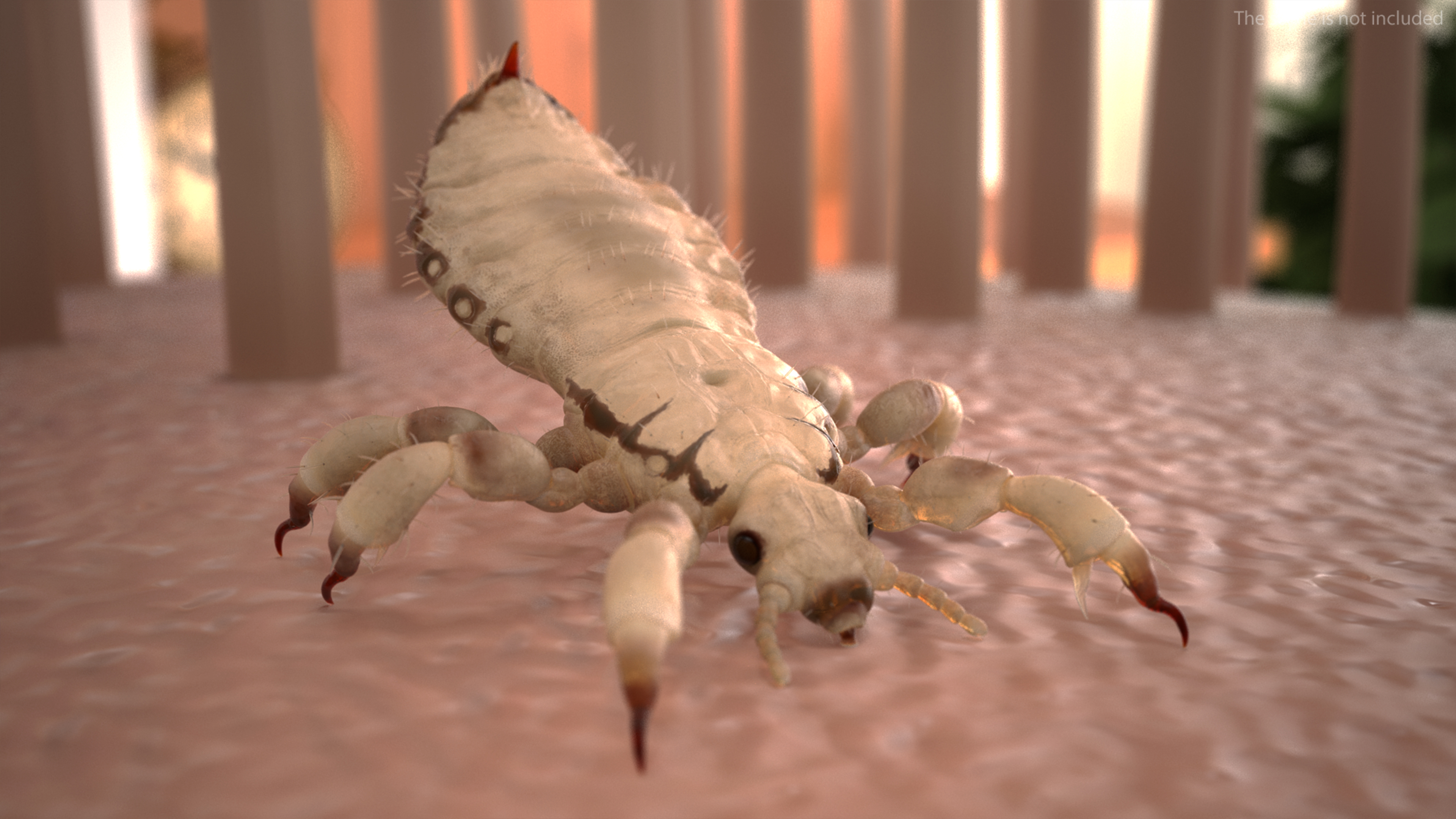 3D Phthiraptera White SSS Rigged for Cinema 4D model