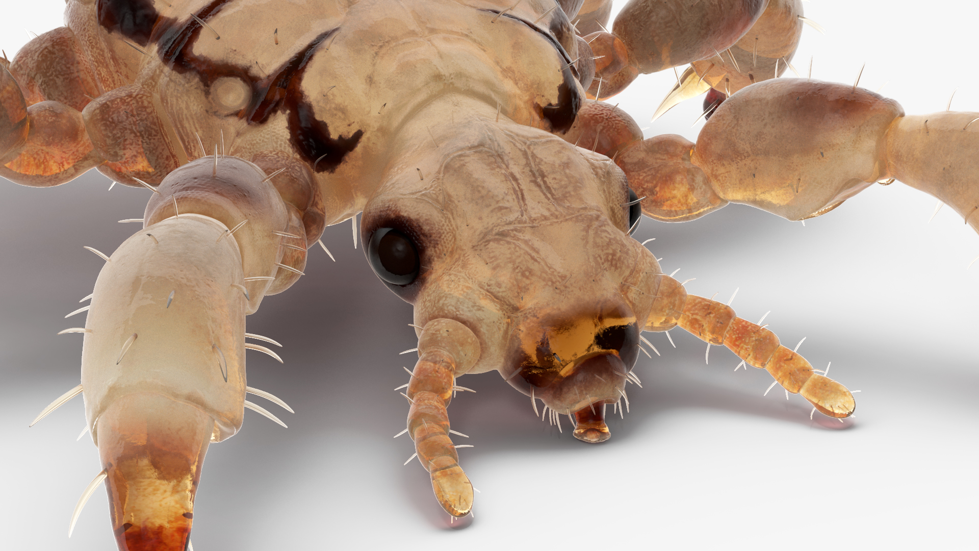3D Phthiraptera White SSS Rigged for Cinema 4D model