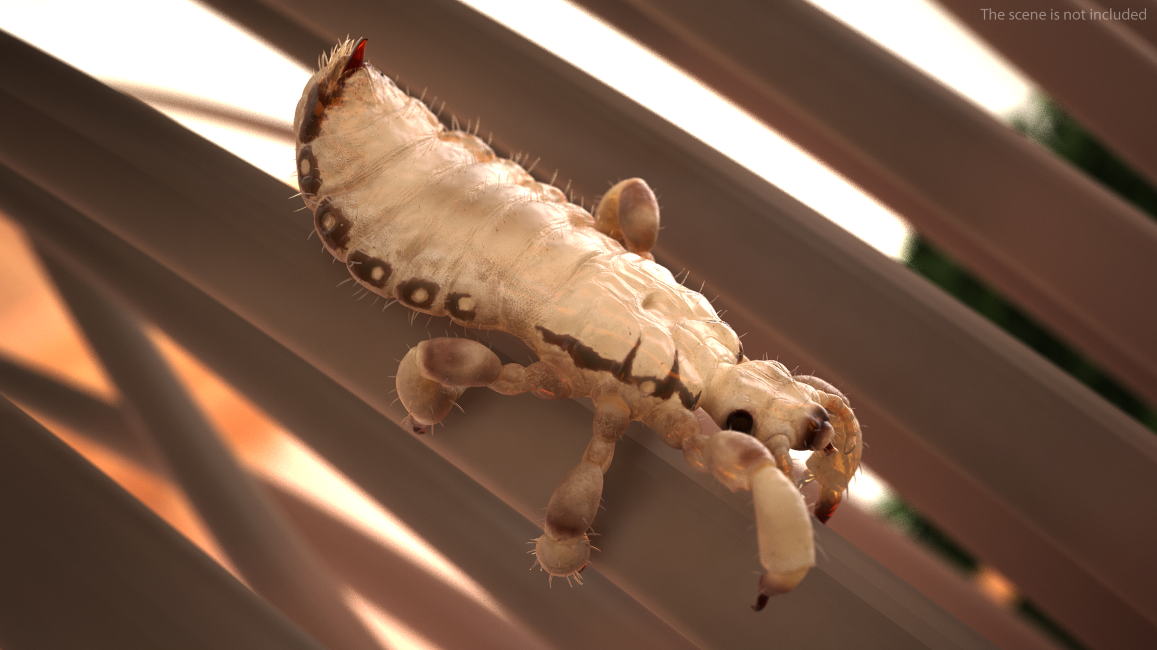 3D Phthiraptera White SSS Rigged for Cinema 4D model