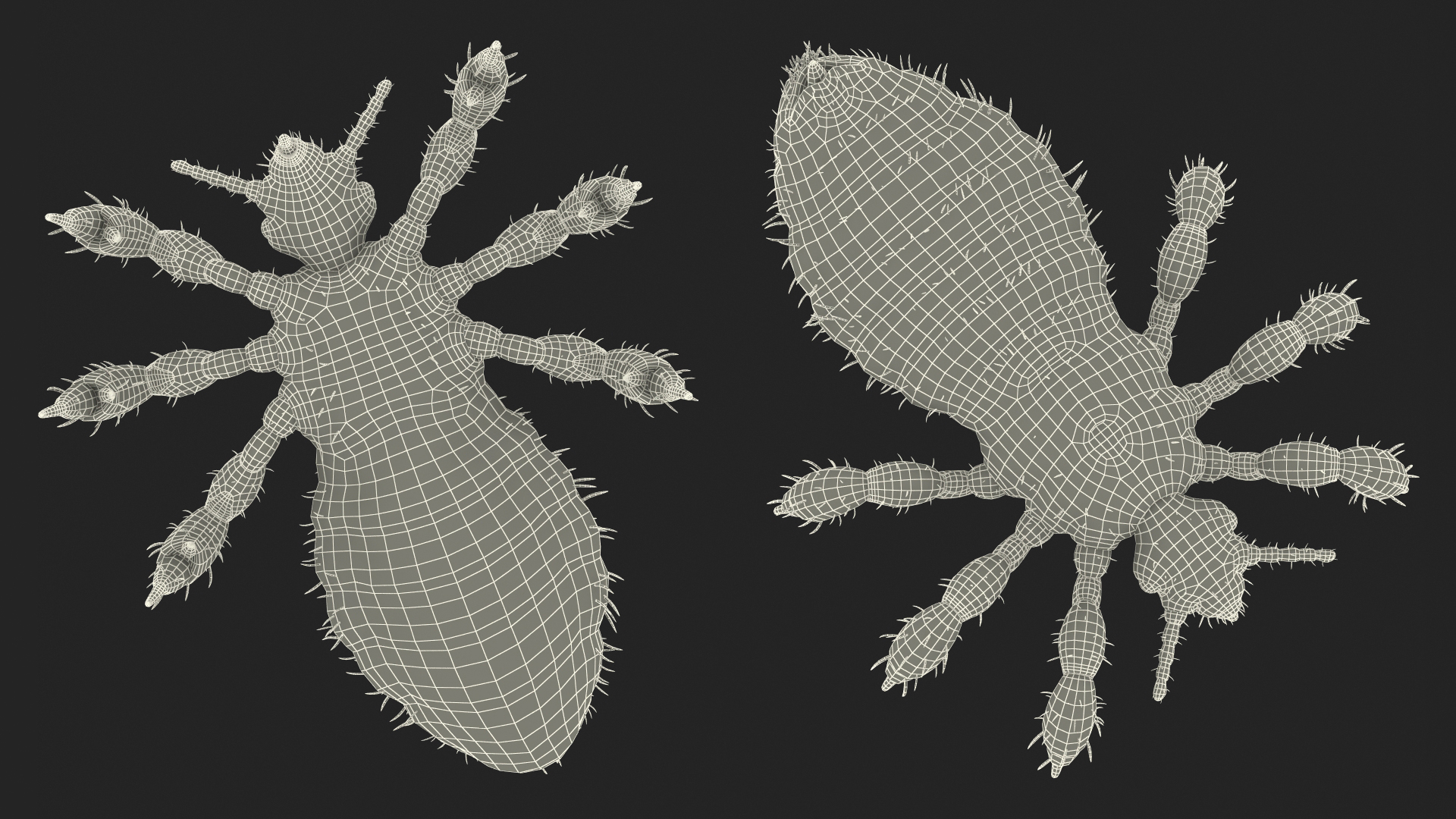 3D Phthiraptera White SSS Rigged for Cinema 4D model