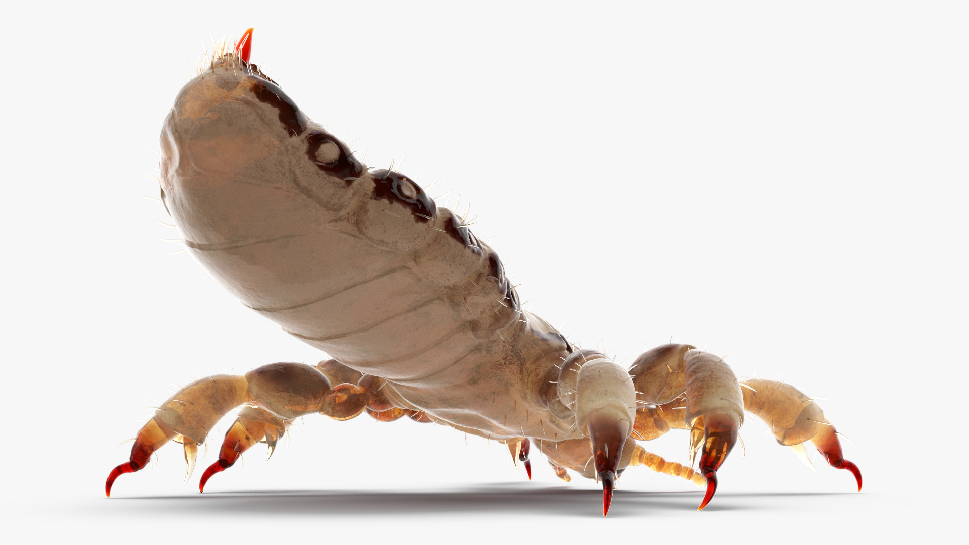 3D Phthiraptera White SSS Rigged for Cinema 4D model