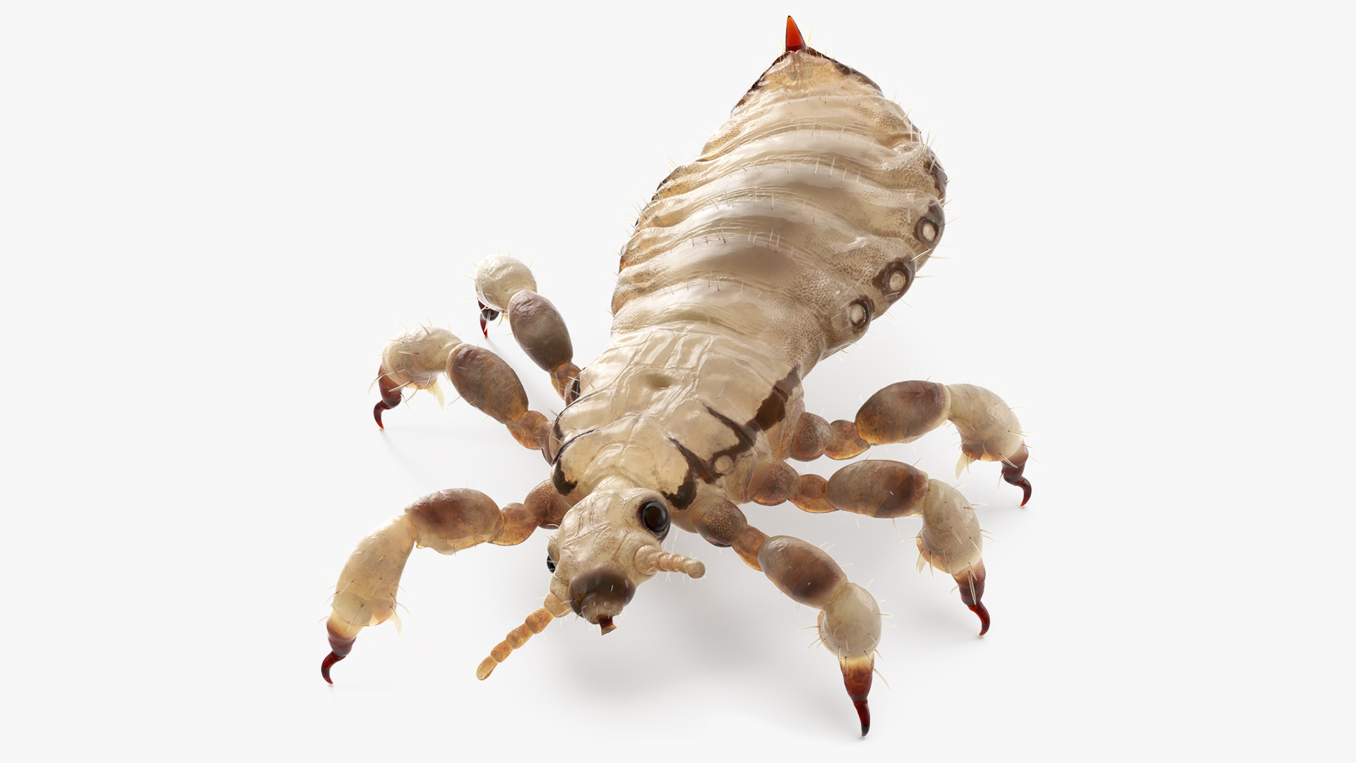 3D Phthiraptera White SSS Rigged for Cinema 4D model