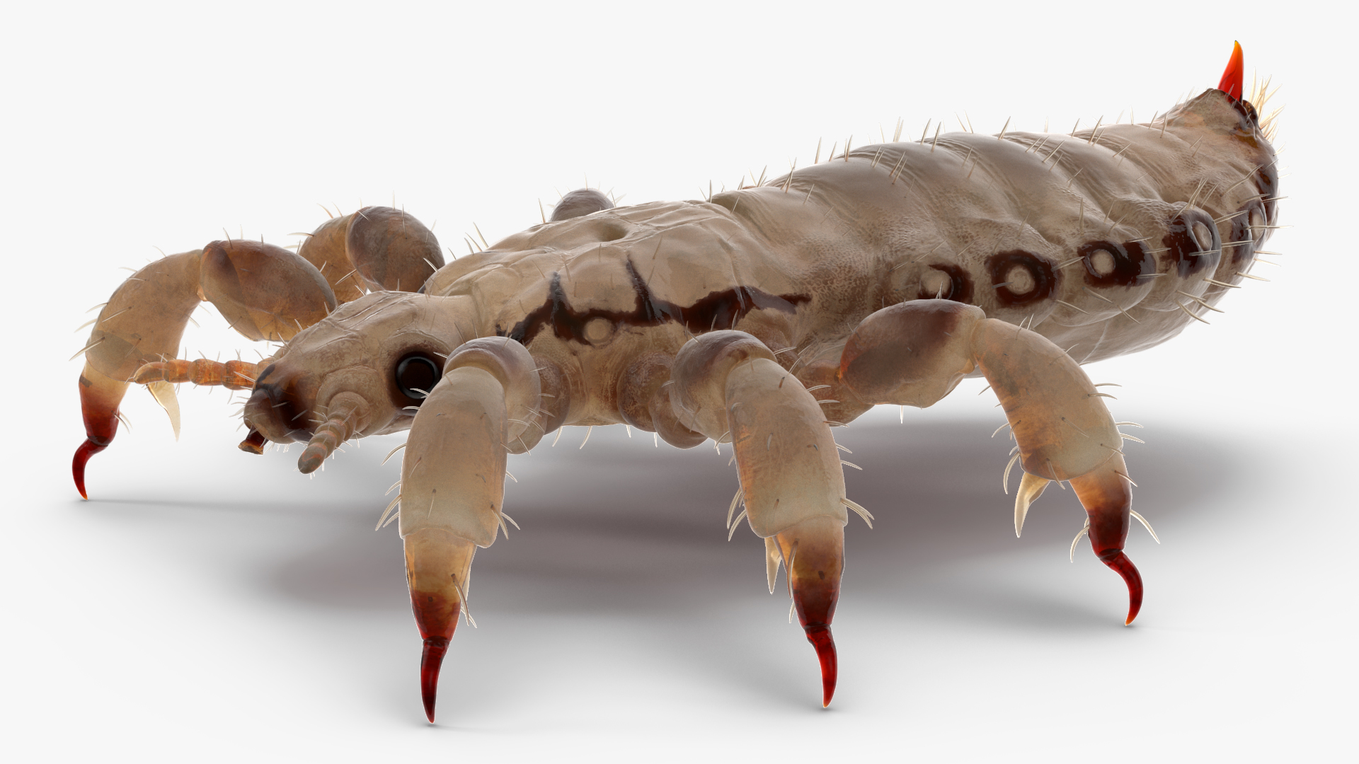 3D Phthiraptera White SSS Rigged for Cinema 4D model