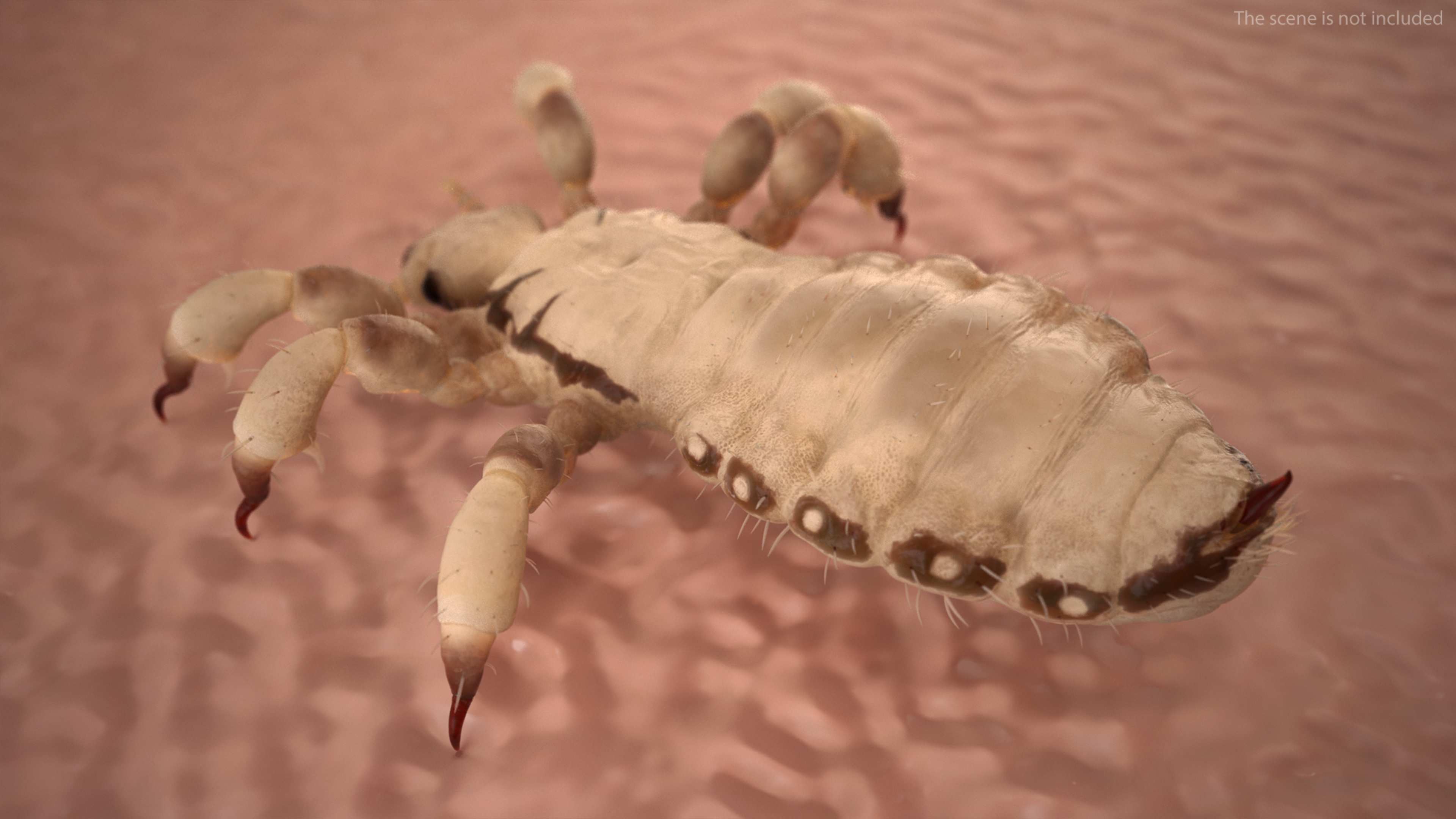 3D Phthiraptera White SSS Rigged for Cinema 4D model
