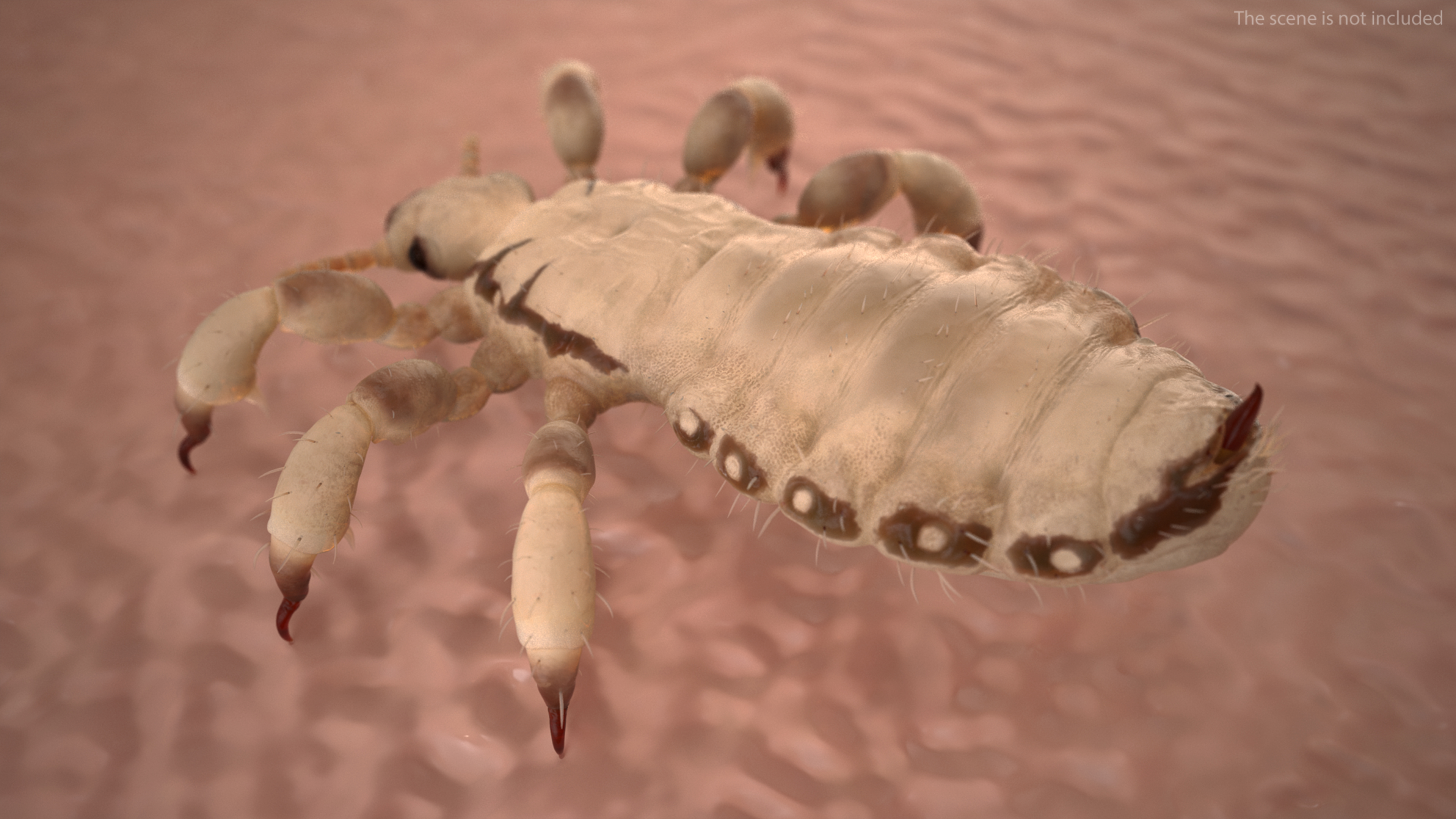 3D Phthiraptera White SSS Rigged for Cinema 4D model